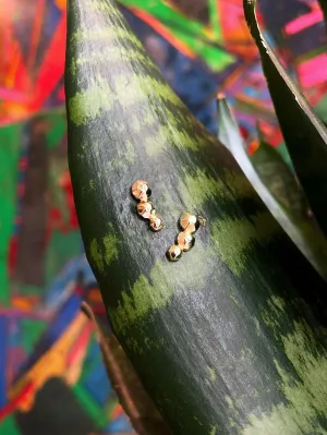 "Celestial" Stud Earrings